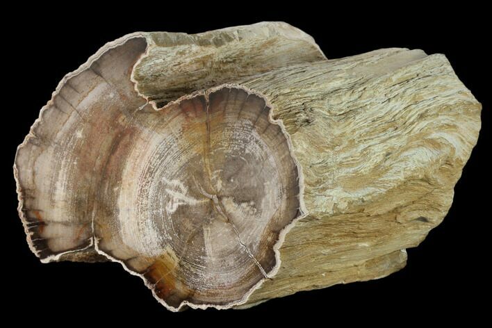 Polished Petrified Wood (Mahogany) Log - Myanmar #158901